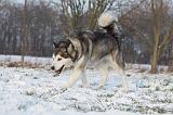 ALASKAN MALAMUTE 331